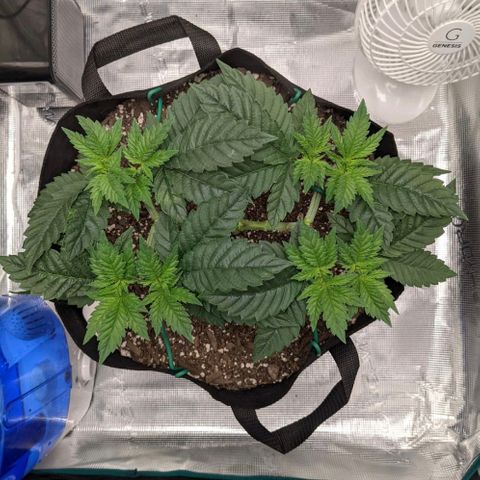 Forbidden Fruit (cherry pie x tangie) growlog timeline photo