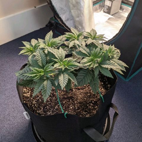 Forbidden Fruit (cherry pie x tangie) growlog timeline photo