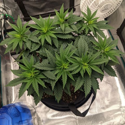 Forbidden Fruit (cherry pie x tangie) growlog timeline photo