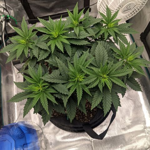 Forbidden Fruit (cherry pie x tangie) growlog timeline photo