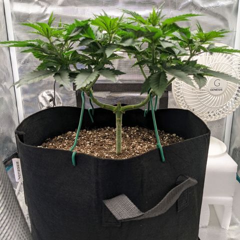 Forbidden Fruit (cherry pie x tangie) growlog timeline photo