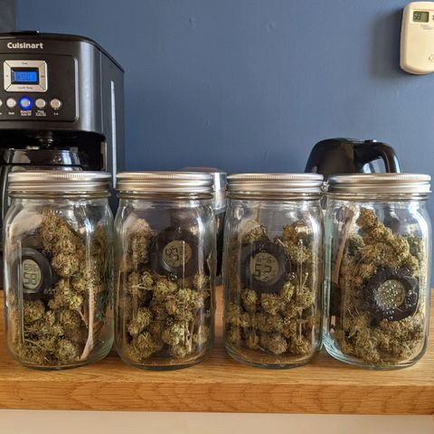 Forbidden Fruit (cherry pie x tangie) growlog photo: Final Weight: 5oz