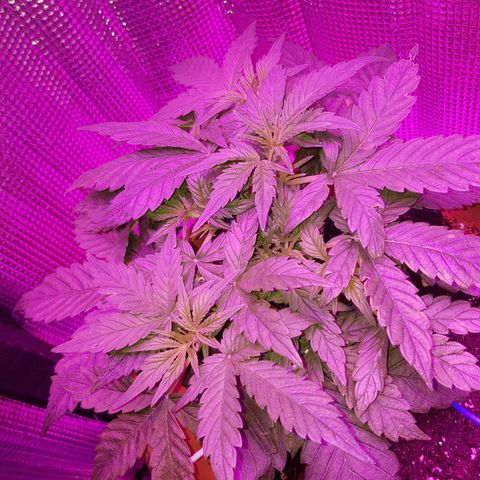 🦍🔥 growlog timeline photo