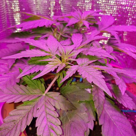 🦍🔥 growlog timeline photo