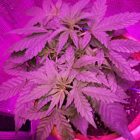 🦍🔥 growlog timeline photo