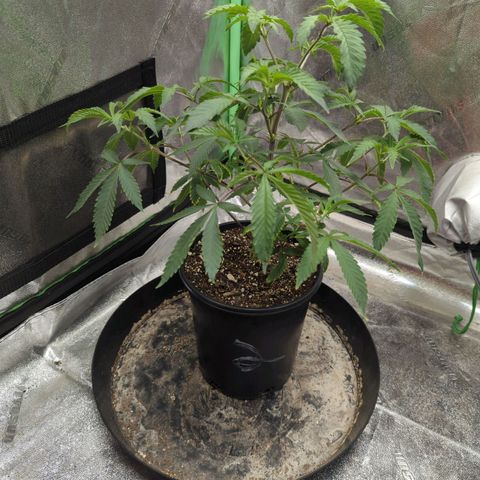 Nana glue#2 growlog timeline photo