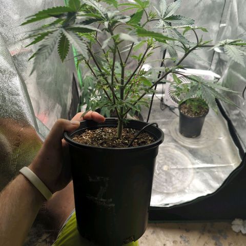 Nana glue #1 growlog timeline photo