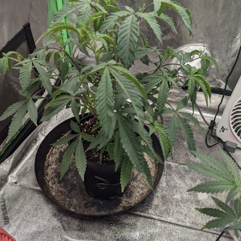 Nana glue#2 growlog timeline photo