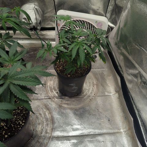 Nanaglue#3 growlog timeline photo