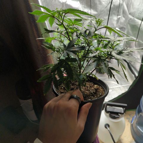 Nanaglue#3 growlog timeline photo