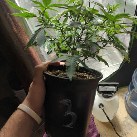 Nanaglue#3 growlog timeline photo