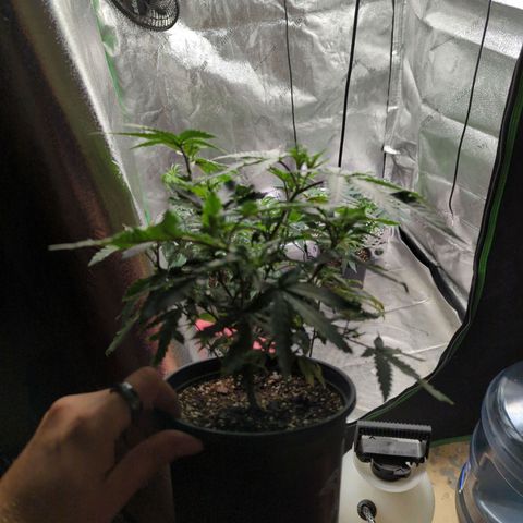Nanaglue#3 growlog timeline photo