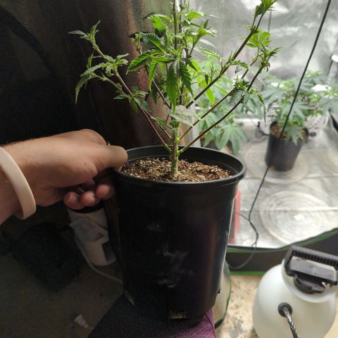 Nanaglue#3 growlog timeline photo
