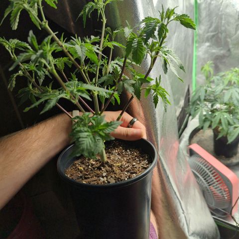 Nana glue #1 growlog timeline photo