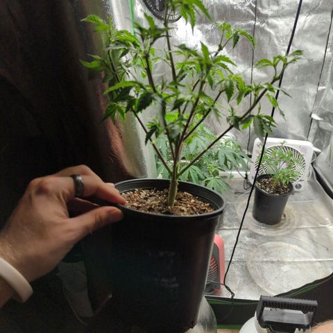 Nana glue #1 growlog timeline photo