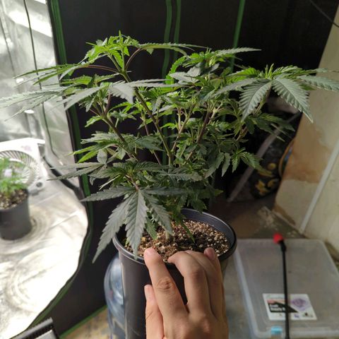 Nana glue #1 growlog timeline photo