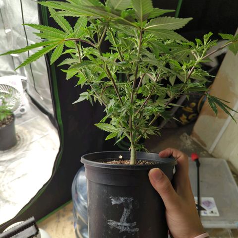 Nana glue #1 growlog timeline photo