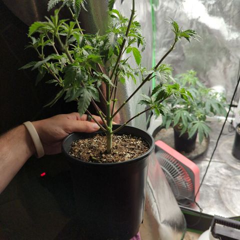 Nana glue #1 growlog timeline photo