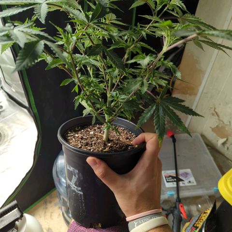 Nana glue #1 growlog timeline photo