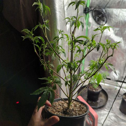 Nana glue#2 growlog timeline photo