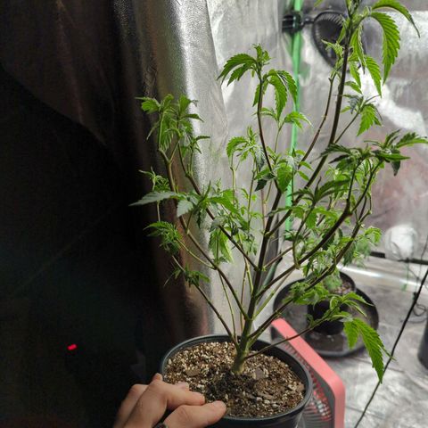 Nana glue#2 growlog timeline photo