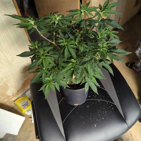 Nana glue #1 growlog timeline photo