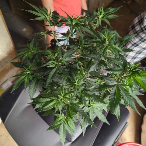 Nana glue #1 growlog timeline photo