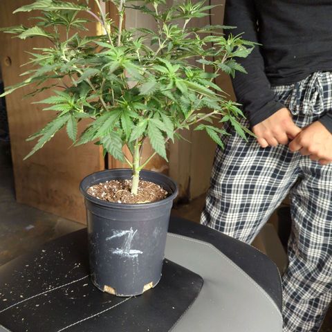 Nana glue #1 growlog timeline photo