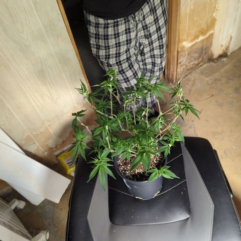 Nana glue #1 growlog timeline photo