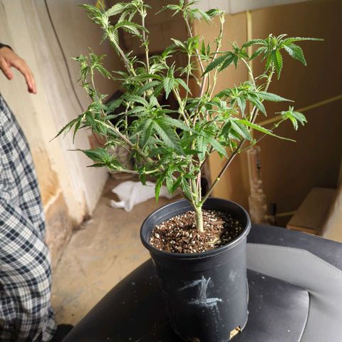 Nana glue #1 growlog timeline photo