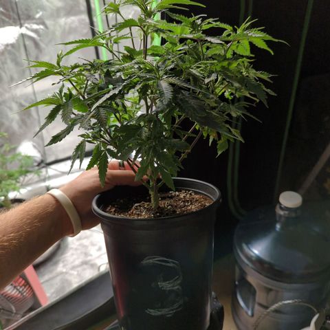 Nanaglue#3 growlog timeline photo
