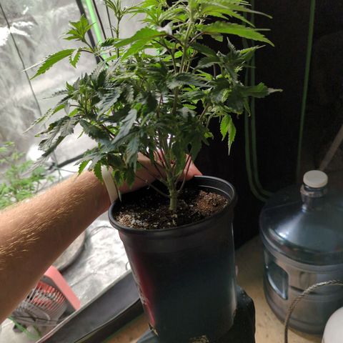 Nanaglue#3 growlog timeline photo