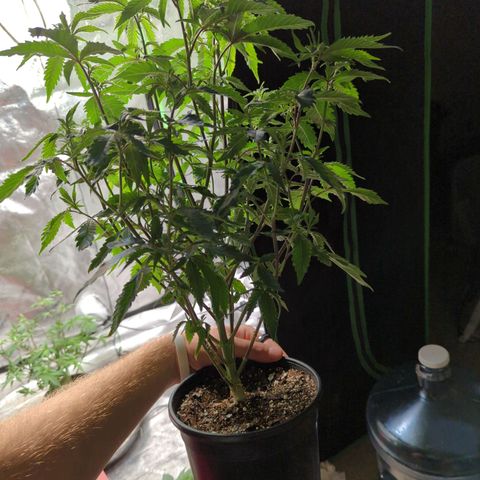 Nana glue#2 growlog timeline photo