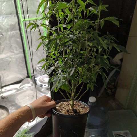 Nana glue#2 growlog timeline photo