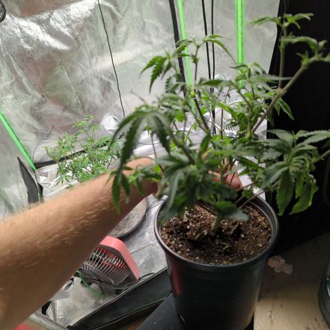 Nanaglue#3 growlog timeline photo