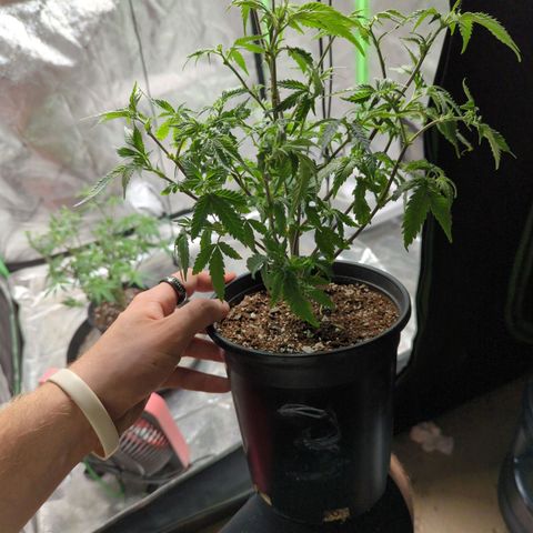 Nanaglue#3 growlog timeline photo
