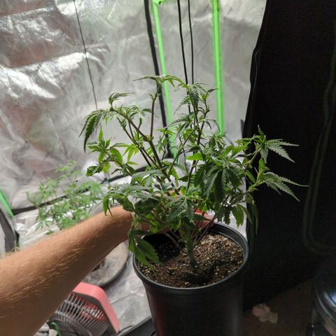 Nanaglue#3 growlog timeline photo