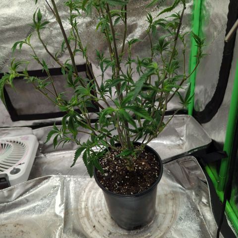 Nana glue#2 growlog timeline photo