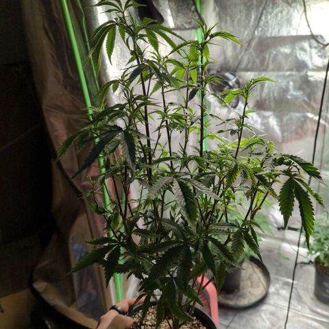 Nana glue#2 growlog timeline photo