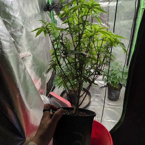 Nana glue#2 growlog timeline photo