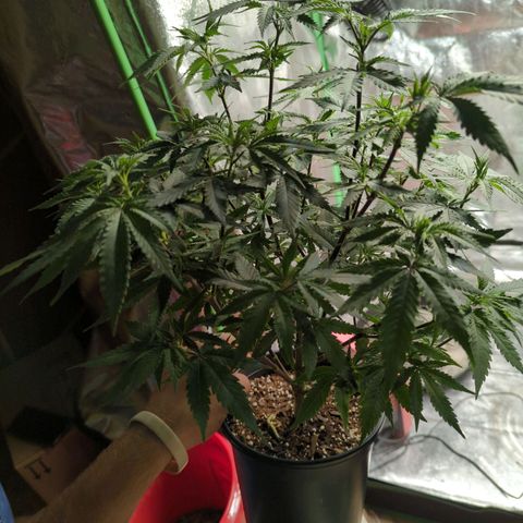 Nana glue #1 growlog timeline photo