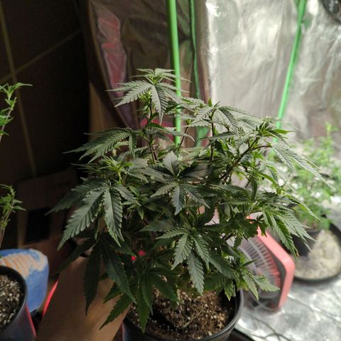 Nanaglue#3 growlog timeline photo