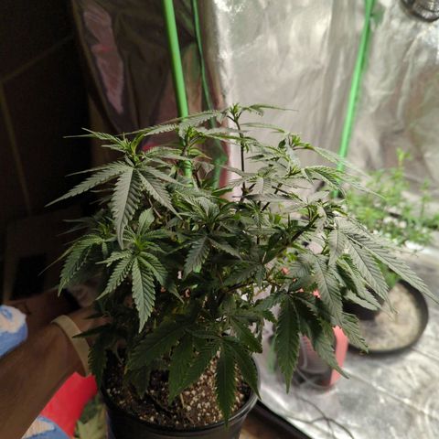Nanaglue#3 growlog timeline photo