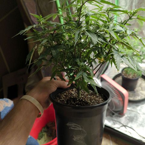 Nanaglue#3 growlog timeline photo