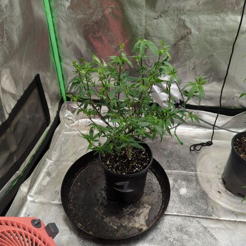 Nana glue #1 growlog timeline photo
