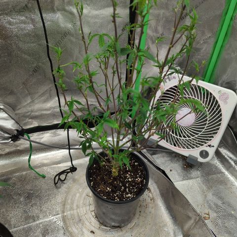 Nana glue#2 growlog timeline photo