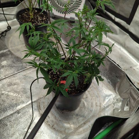 Nanaglue#3 growlog timeline photo