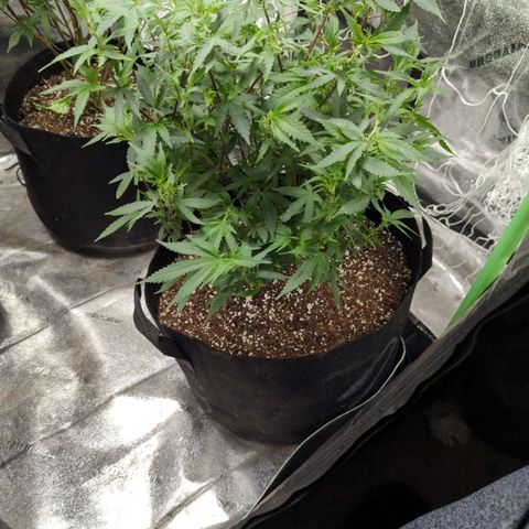 Nanaglue#3 growlog timeline photo
