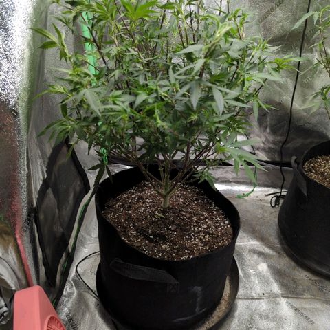 Nana glue #1 growlog timeline photo