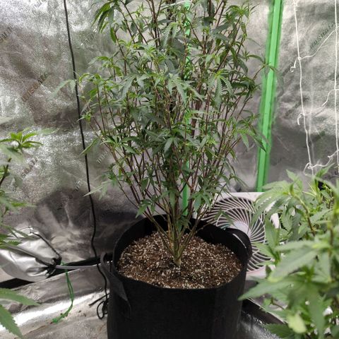 Nana glue#2 growlog timeline photo